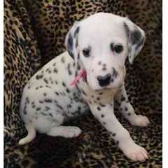 Chiots dalmatiens à vendre