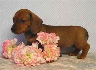 Chiots teckel à vendre
