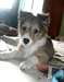 beau et adorable Shetland pour adoption libre - photo 1