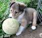 beau et adorable Shetland pour adoption libre - photo 2