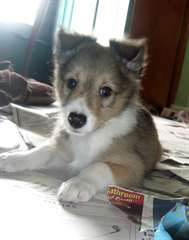 beau et adorable Shetland pour adoption libre