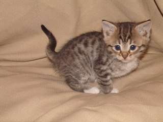 adorables chatons savane pour adoption