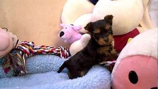 Donne petit chien yorkshire terrier