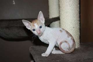 deux adorables chatons deven rex  pour adoption
