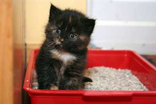 deux adorables chatons tortue pour adoption