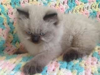 deux adorables chatons himalalya pour adoption