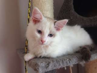 deux adorables chatonsSib&#233;rie pour adoption