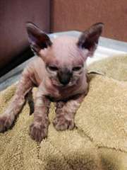 deux adorables chatons devon rex  pour adoption