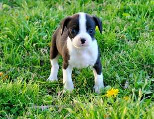 deux adorables chiotsboston terrier  pour adoption