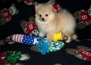 deux adorables chiots pomeranien pour adoption