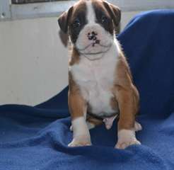 deux adorables chiots boxer male&amp;fem pour adoption