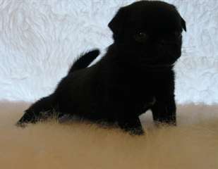 deux adorables  chiots pug pour adoption