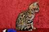 beau chaton bengal. - photo 1