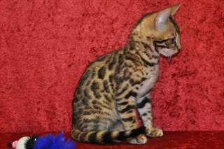 beau chaton bengal.