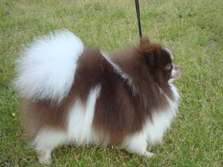 Adorable chiot d'apparence spitz male et femelle d