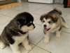 Magnifiques chiots Husky de sibérien a donner. - photo 2