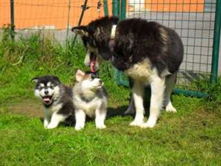 Magnifiques chiots Husky de sib&#233;rien a donner.
