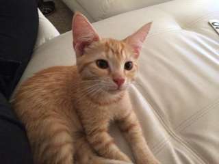 deux adorables chatons poil court   pour adoption