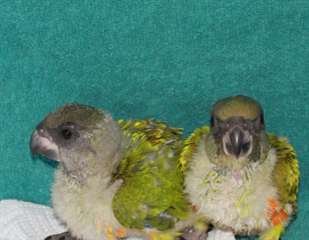 deux adorables perroquets senegalais pour adoption