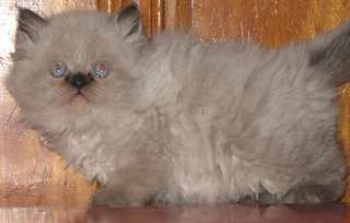 deux  jolies chatons himalalya pour adoption