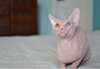 deux  jolies chatons  sphynx  pour adoption - photo 1