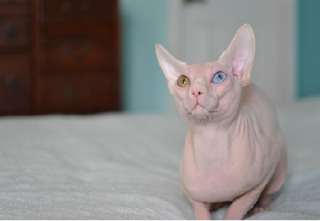 deux  jolies chatons  sphynx  pour adoption