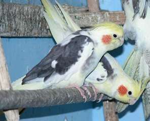 deux adorables perroquets Calopsitte pour adoption