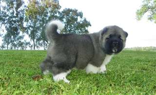 deux  joiles  chiots akita pour adoption