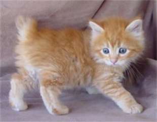 deux chatons bobtail am&#233;ricain &#224; vendre