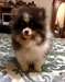 Pom&#233;ranie chiot mignon &#224; vendre..... - photo 1