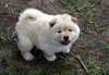chiots chow chow pour adoption - photo 1
