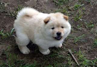 chiots chow chow pour adoption
