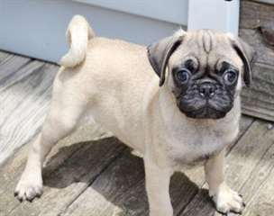 Deux magnifiques chiots carlin disponibles CKC