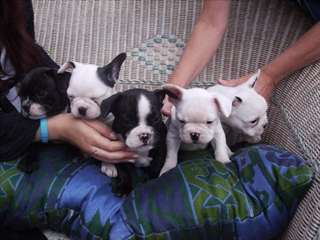 Jolie portée de chiots de type Bouledogue Français