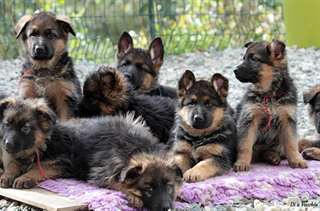 Très jolies chiots berger allemand disponible.