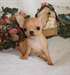 Chiot type chihuahua disponible - photo 1