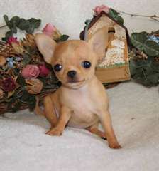 Chiot type chihuahua disponible