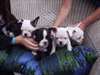 Jolie portée de chiots de type Bouledogue Français - photo 1