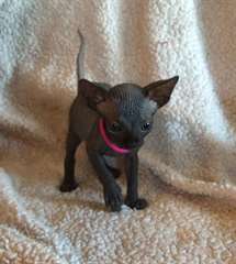 Sphynx femelle noire kittem Ready Go domicile