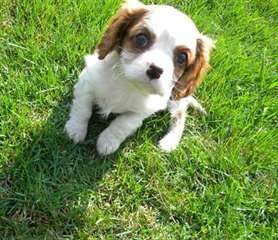 deux jolie chiots spaniel cocke male &amp;femele bien 