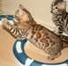 Chatons Bengal affectueux - photo 1