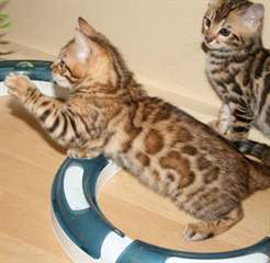 Chatons Bengal affectueux