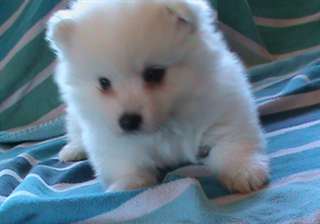 deux jolie chiots split  japonais male &amp;femele