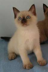 deux jolieschatons tokinois male &amp;femele