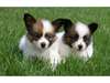 MAGNIFIQUE CHIOTS CHIHUAHUA A DONNER EN ADOPTION - photo 1
