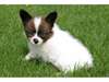 MAGNIFIQUE CHIOTS CHIHUAHUA A DONNER EN ADOPTION - photo 2