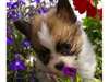 MAGNIFIQUE CHIOTS CHIHUAHUA A DONNER EN ADOPTION - photo 3