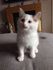 formidable chatons siberie male &amp;femele