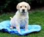 formidable chiots golden male &amp;femele - photo 1