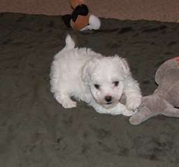 formidable chiots bichon male &amp;femele